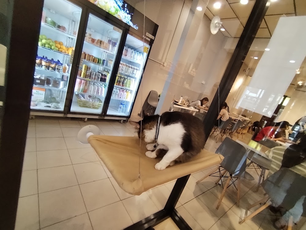 Snackcat Cafe
